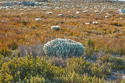 Buy stock photo Everlastings (Syncarpha vestita). Also called by the following name: Cape snow.  Desert flower in South Africa.
