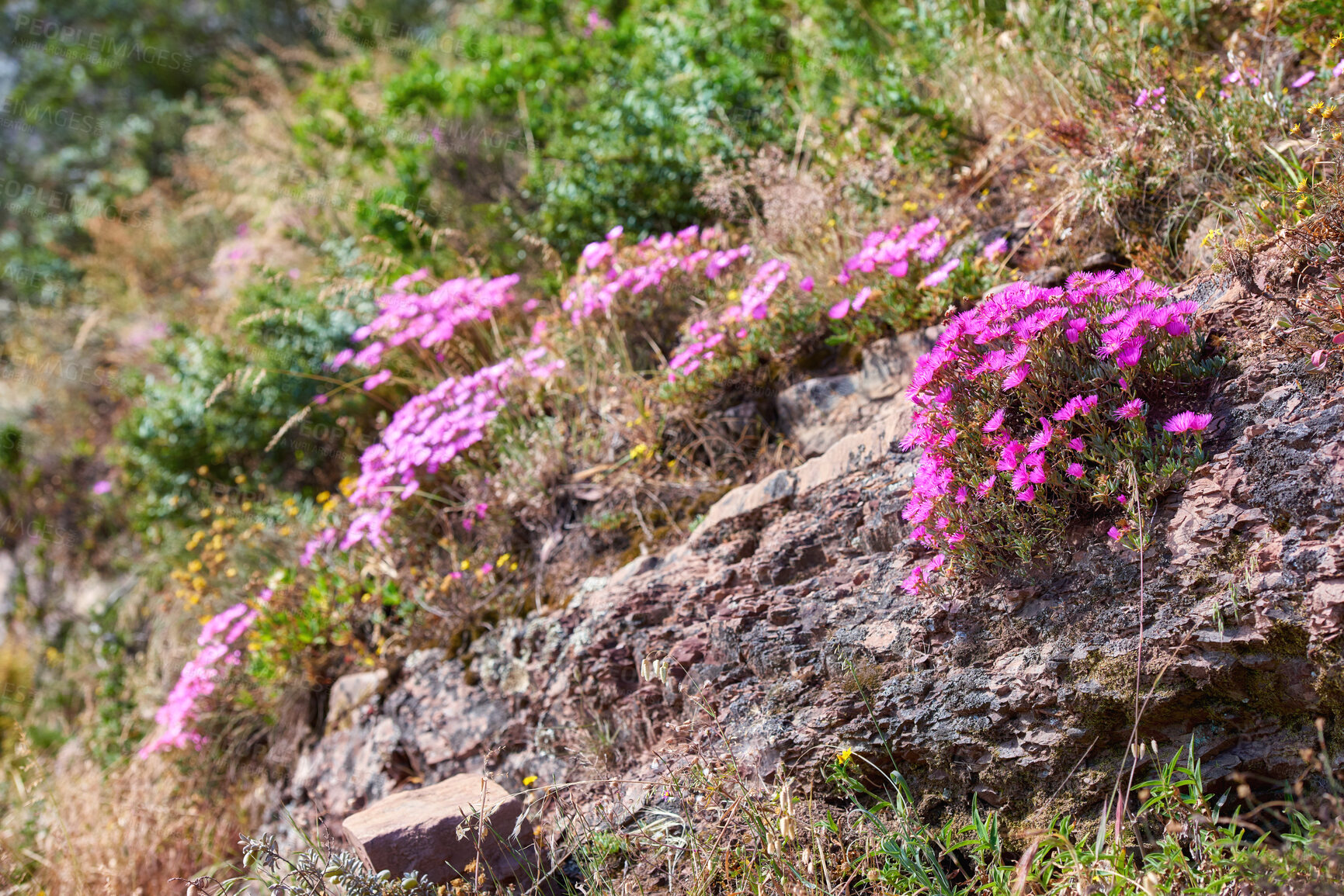 Buy stock photo Wild mountain flower in South Africa called Ice Plant (in latin: Lampranthus spectabills)