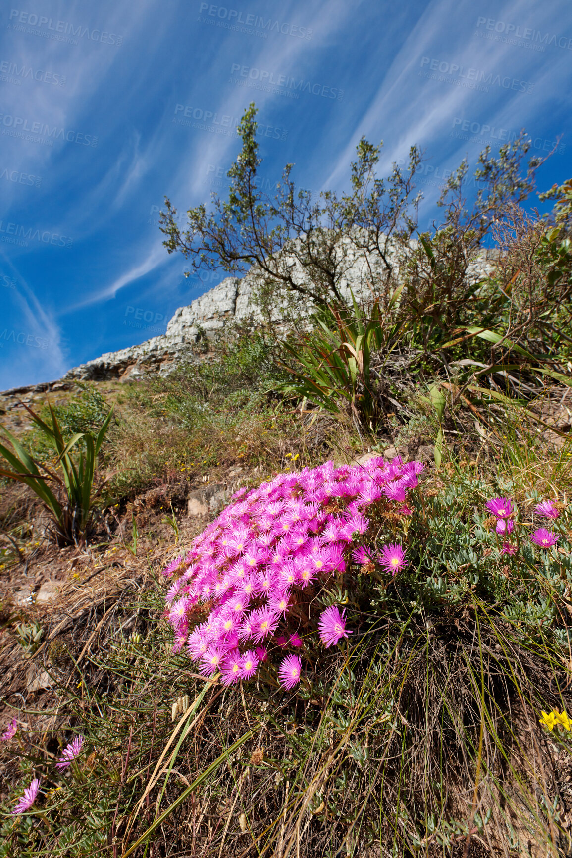 Buy stock photo Above shot of purple drosanthemum floribundum succulent plants growing outside in their natural habitat. Nature has many species of flora and fauna. A bed of flowers in a thriving forest or woods