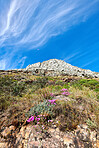 Mountain flower in South Africa - Regal pelargonium