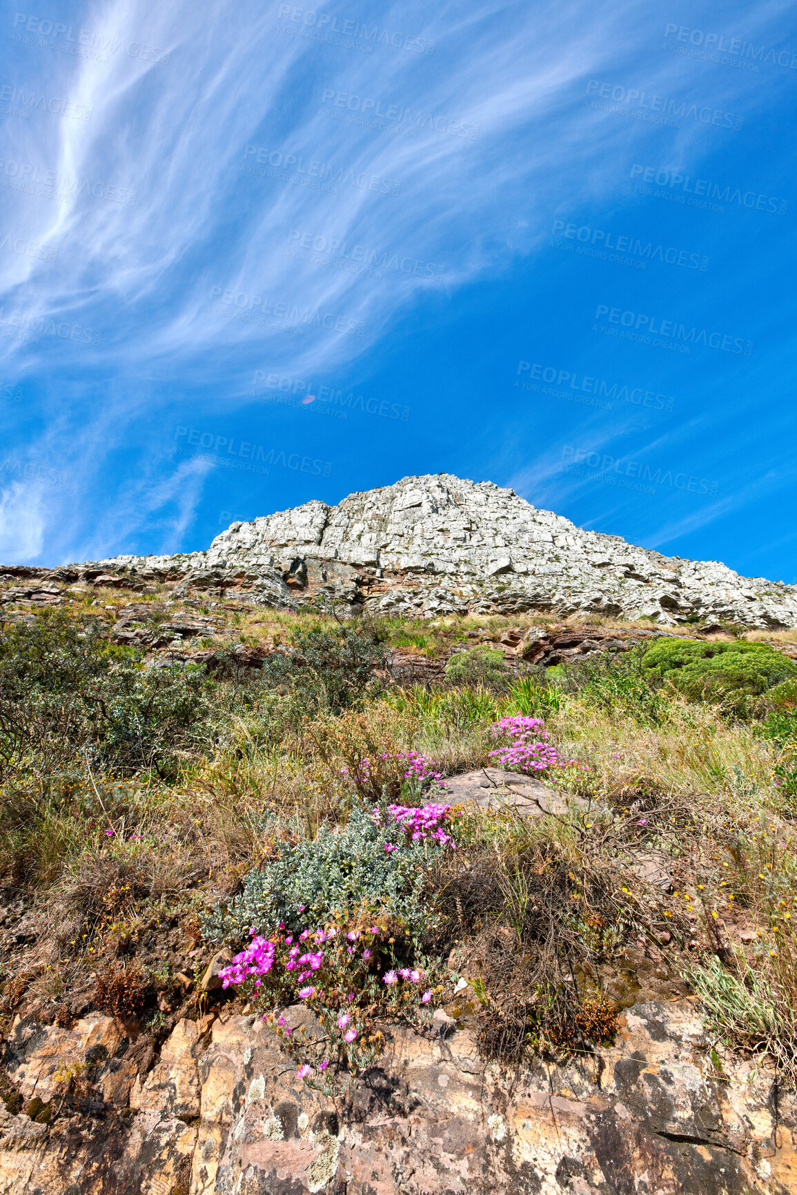 Buy stock photo Blue sky above pink wild flowers growing on mountain at Lion's Head, Table Mountain National Park, Cape Town, South Africa