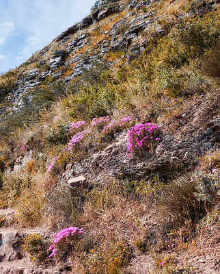 Buy stock photo Wild mountain flower in South Africa called Ice Plant (in latin: Lampranthus spectabills)