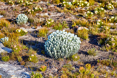 Buy stock photo White everlastings (Syncarpha vestita) standing out in a field. Also called by the following name: Cape snow. Desert flower in South Africa.