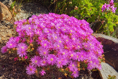 Mountain flower in South Africa - Ice Plant