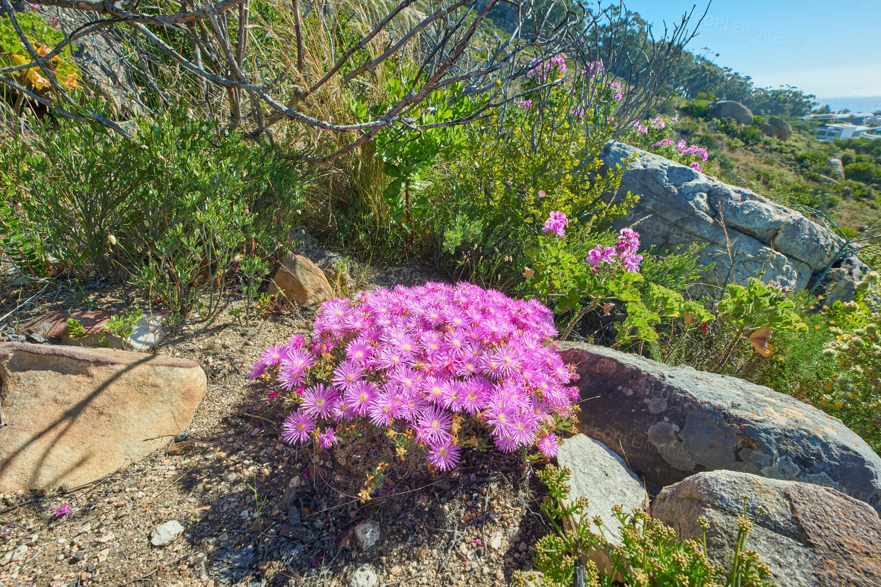 Buy stock photo Above shot of purple drosanthemum floribundum succulent plants growing outside in their natural habitat. Nature has many species of flora and fauna. A bed of flowers in a thriving forest or woods