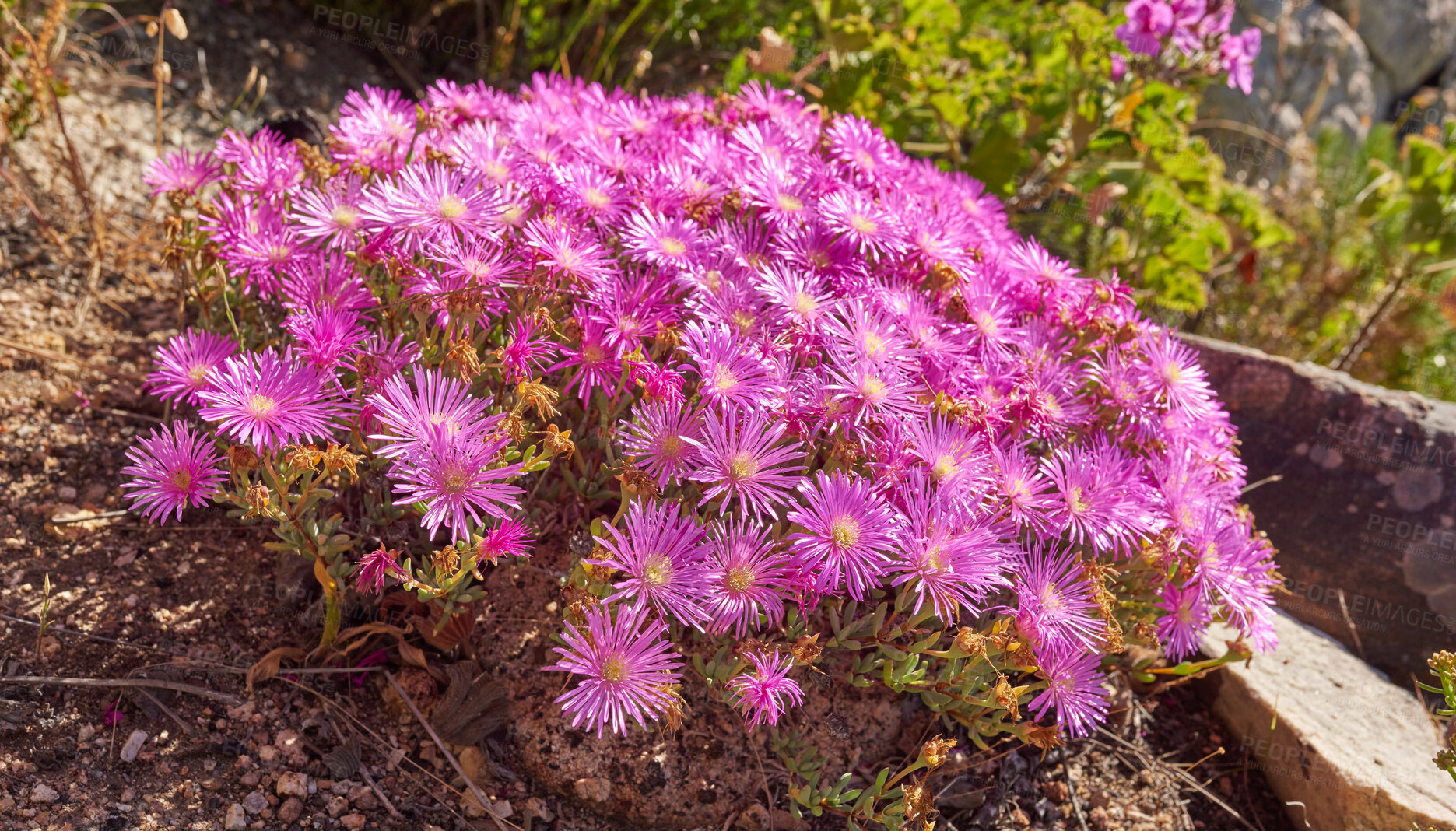 Buy stock photo Above shot of purple drosanthemum floribundum succulent plants growing outside in their natural habitat. Nature has many species of flora and fauna. A bed of flowers in a thriving forest or woods