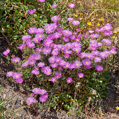 Mountain flower in South Africa - Ice Plant