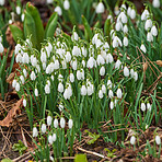 Common snowdrop - Galanthus nivalis 