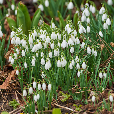 Buy stock photo Galanthus nivalis was described by the Swedish botanist Carl Linnaeus in his Species Plantarum in 1753, and given the specific epithet nivalis, meaning snowy (Galanthus means with milk-white flowers). T