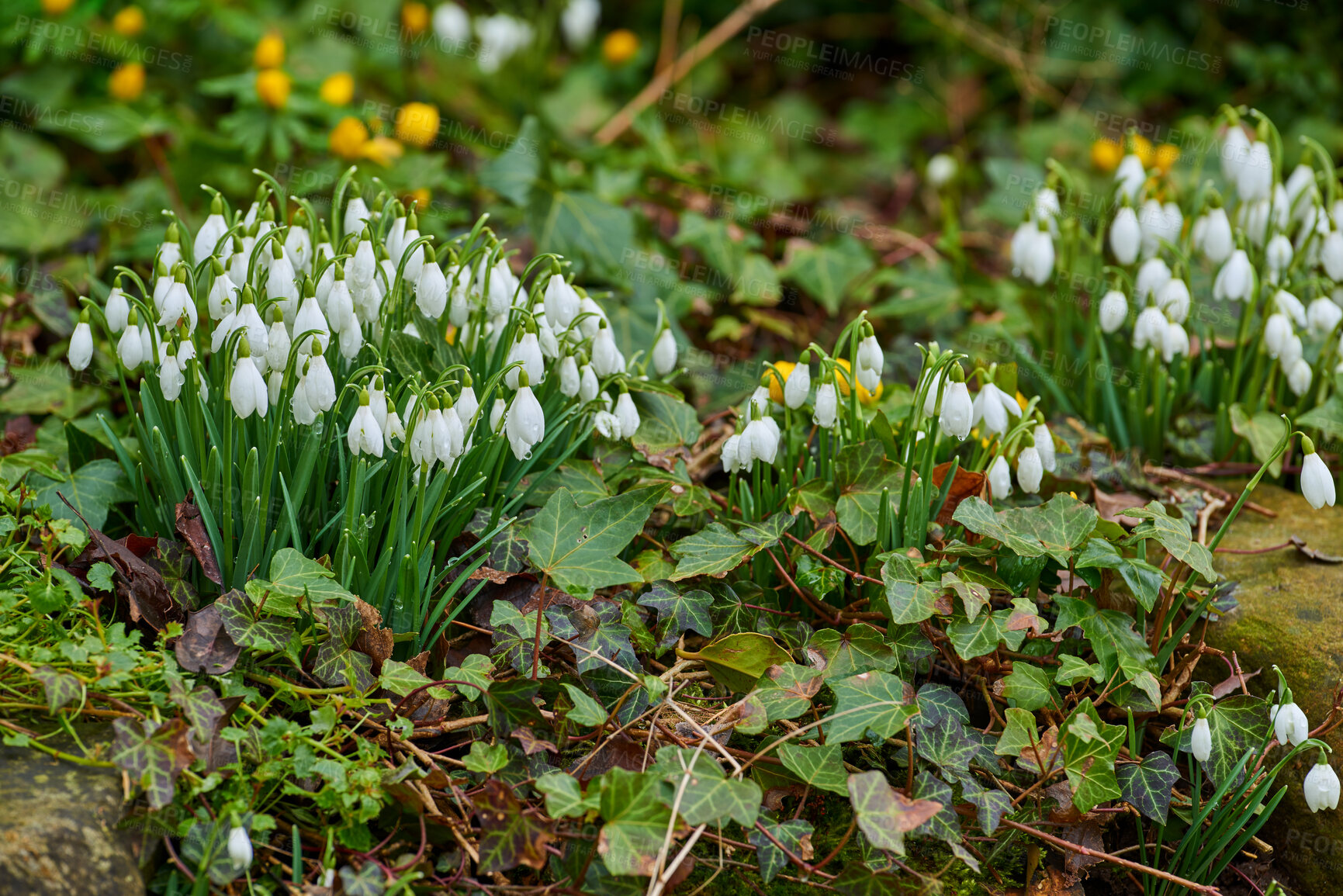 Buy stock photo Galanthus woronowii growing in their natural habitat in a dense forest. Green snowdrop in the woods. Woronow's snowdrop. Plant species thriving in their natural habitat and environment