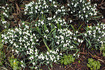 Common snowdrop - Galanthus nivalis 