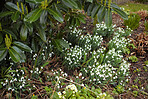 Common snowdrop - Galanthus nivalis 