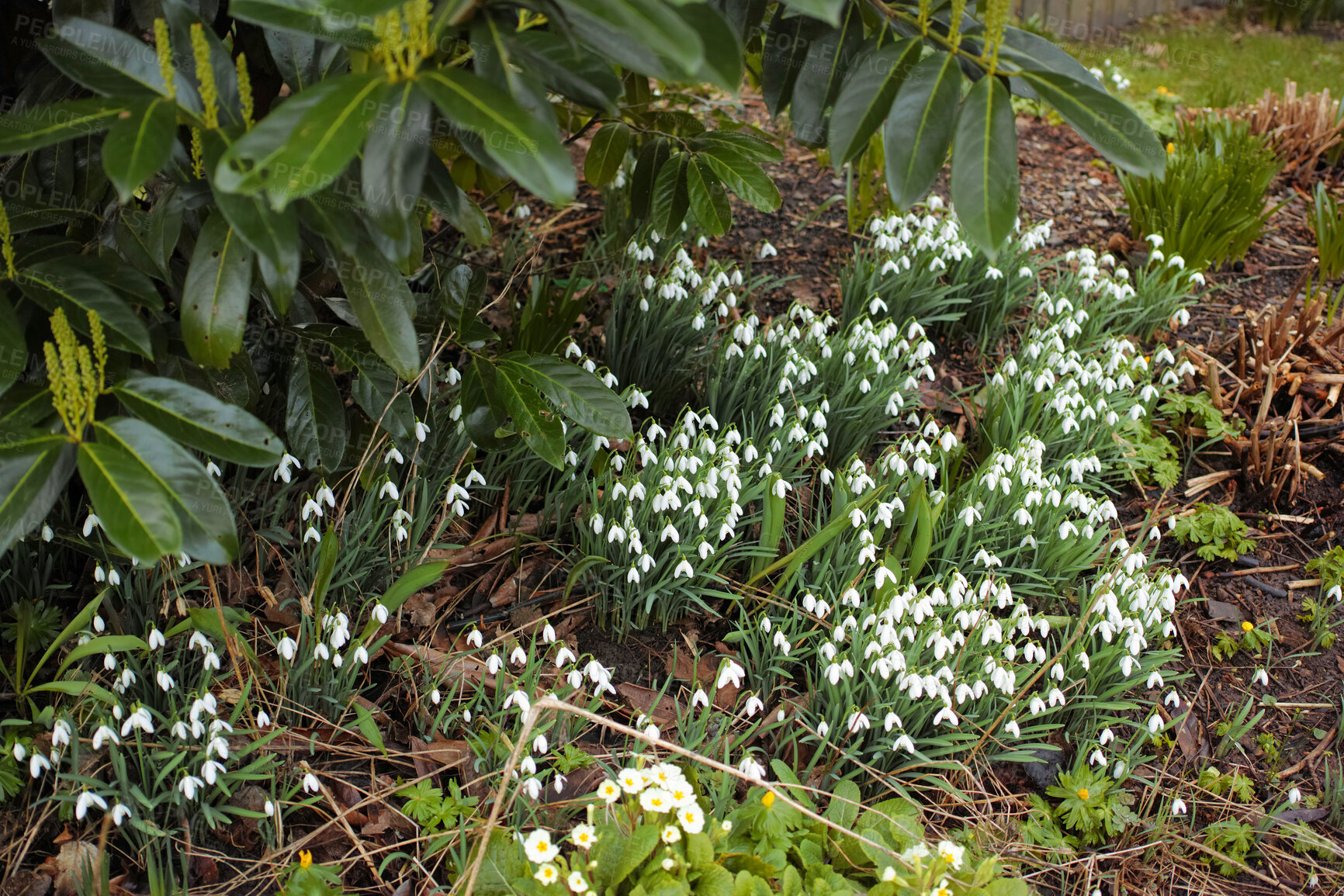 Buy stock photo Galanthus nivalis was described by the Swedish botanist Carl Linnaeus in his Species Plantarum in 1753, and given the specific epithet nivalis, meaning snowy (Galanthus means with milk-white flowers). T