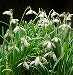 Common snowdrop - Galanthus nivalis 