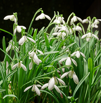 Buy stock photo Galanthus woronowii growing in studio against a dark background. Green snowdrop isolated on black. Closeup shot of woronow's snowdrop. Plant species thriving in their natural habitat and environment