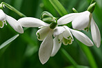 Common snowdrop - Galanthus nivalis 