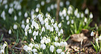 Common snowdrop - Galanthus nivalis 