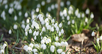 Buy stock photo Galanthus woronowii growing in their natural habitat in a dense forest. Green snowdrop in the woods. Woronow's snowdrop. Plant species thriving in their natural habitat and environment