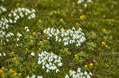 Buy stock photo Galanthus nivalis was described by the Swedish botanist Carl Linnaeus in his Species Plantarum in 1753, and given the specific epithet nivalis, meaning snowy (Galanthus means with milk-white flowers). T