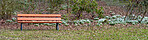 Bench and Common snowdrop - Galanthus nivalis 