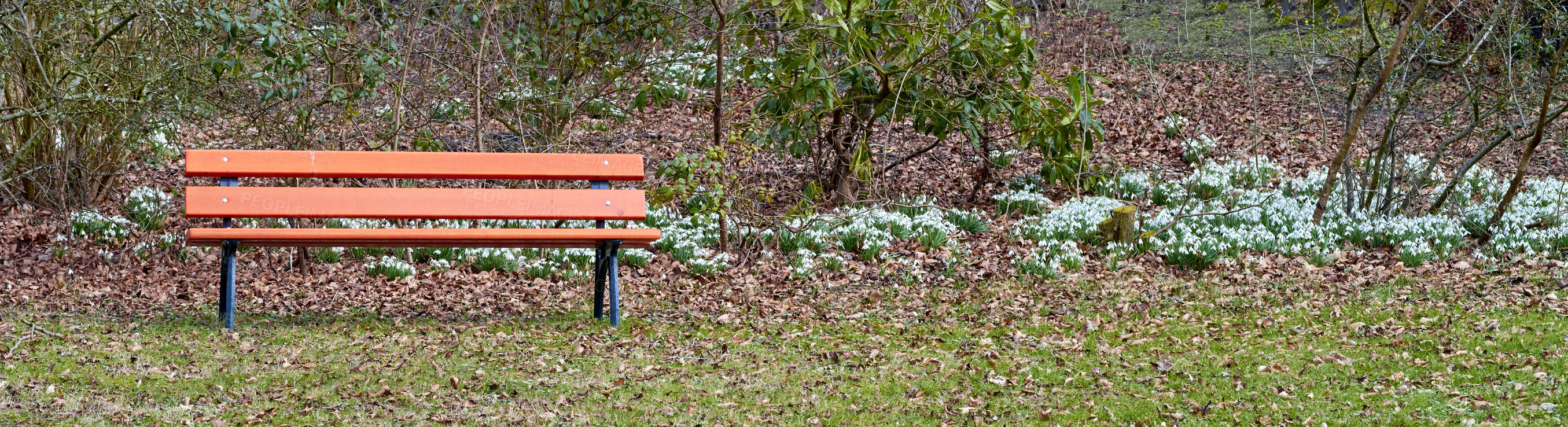 Buy stock photo Galanthus nivalis was described by the Swedish botanist Carl Linnaeus in his Species Plantarum in 1753, and given the specific epithet nivalis, meaning snowy (Galanthus means with milk-white flowers). T