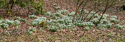 Buy stock photo Galanthus woronowii growing in their natural habitat in a dense forest. Green snowdrop in the woods. Woronow's snowdrop. Plant species thriving in their natural habitat and environment