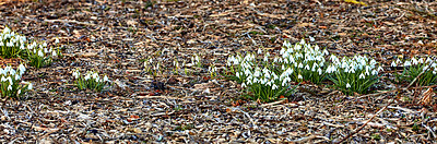 Buy stock photo Common snowdrop - Galanthus nivalis 