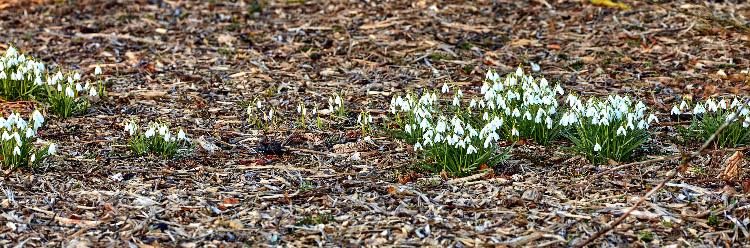 Buy stock photo Common snowdrop - Galanthus nivalis 