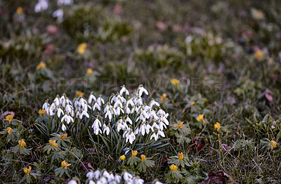 Buy stock photo Common snowdrop - Galanthus nivalis 