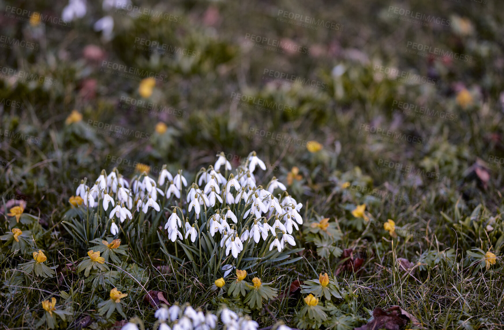 Buy stock photo Common snowdrop - Galanthus nivalis 