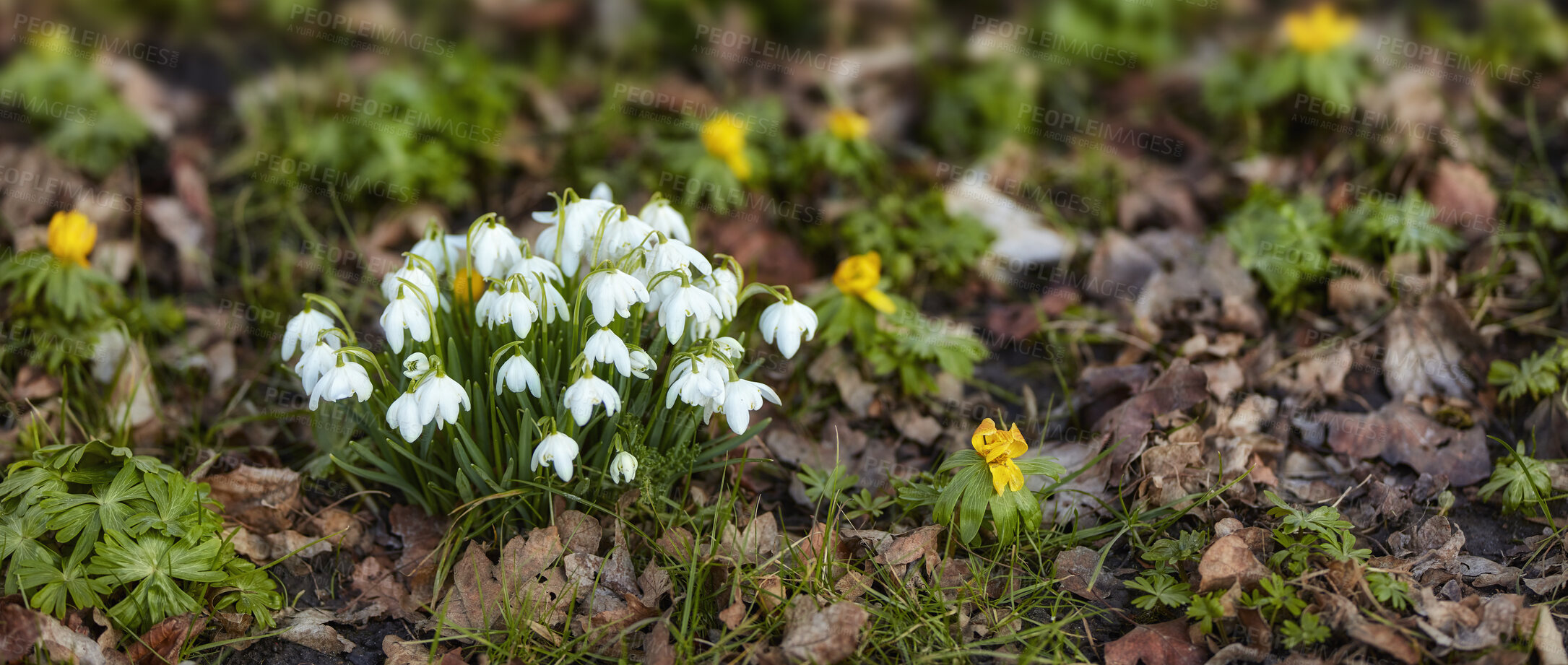 Buy stock photo Close up flowers blooming among fallen leaves in nature during spring season. Snowdrop - Galanthus nivalis