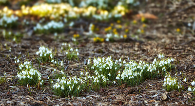 Buy stock photo Common snowdrop - Galanthus nivalis 