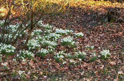 Buy stock photo Common snowdrop - Galanthus nivalis 