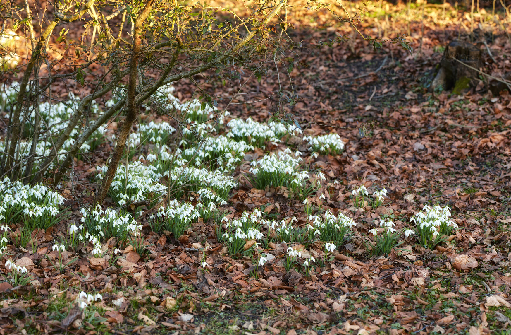 Buy stock photo Common snowdrop - Galanthus nivalis 