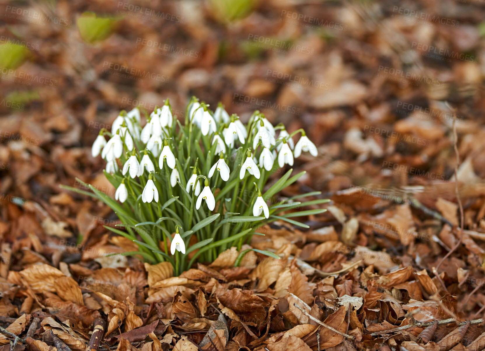 Buy stock photo Common snowdrop - Galanthus nivalis 