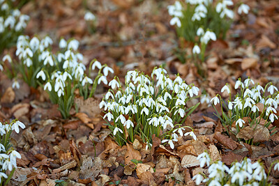 Buy stock photo Common snowdrop - Galanthus nivalis 