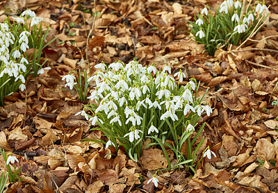 Buy stock photo Common snowdrop - Galanthus nivalis 