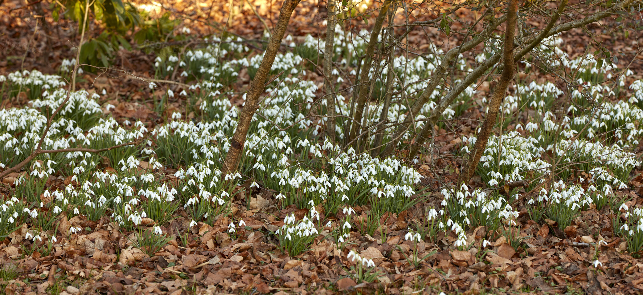 Buy stock photo Galanthus woronowii growing in their natural habitat in a dense forest. Green snowdrop in the woods. Woronow's snowdrop. Plant species thriving in their natural habitat and environment