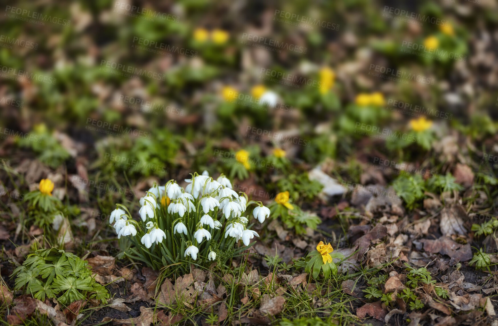 Buy stock photo Common snowdrop - Galanthus nivalis. Closeup of white flowers blooming among fallen leaves outdoors in nature during spring season