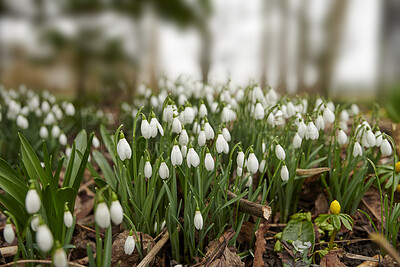 Buy stock photo Common snowdrop - Galanthus nivalis 