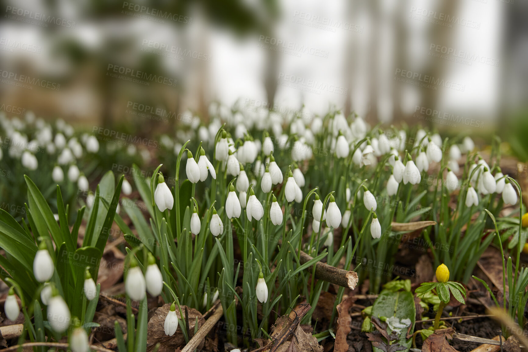 Buy stock photo Common snowdrop - Galanthus nivalis 