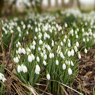 Buy stock photo Galanthus woronowii growing in their natural habitat in a dense forest. Green snowdrop in the woods. Woronow's snowdrop. Plant species thriving in their natural habitat and environment