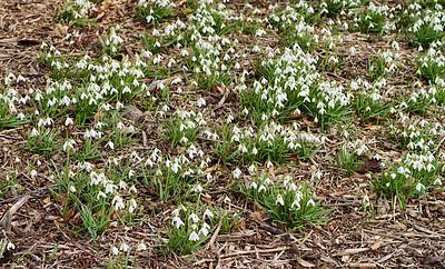 Buy stock photo Common snowdrop - Galanthus nivalis 