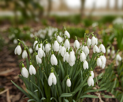 Buy stock photo Common snowdrop - Galanthus nivalis 