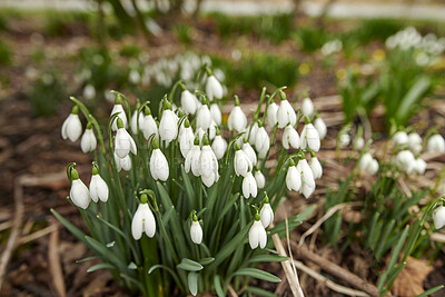 Buy stock photo Common snowdrop - Galanthus nivalis 