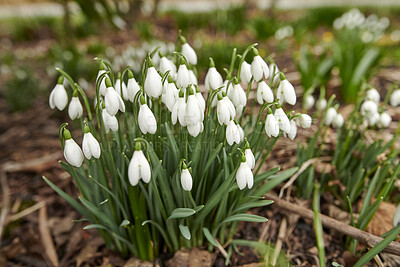 Buy stock photo Common snowdrop - Galanthus nivalis 