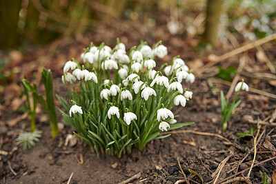 Buy stock photo Pretty snowdrops in bloom