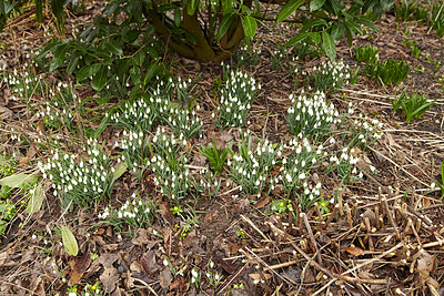 Buy stock photo Galanthus woronowii growing in their natural habitat in a dense forest. Green snowdrop in the woods. Woronow's snowdrop. Plant species thriving in their natural habitat and environment