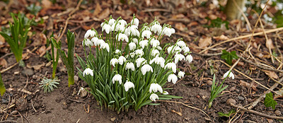 Buy stock photo Common snowdrop - Galanthus nivalis 