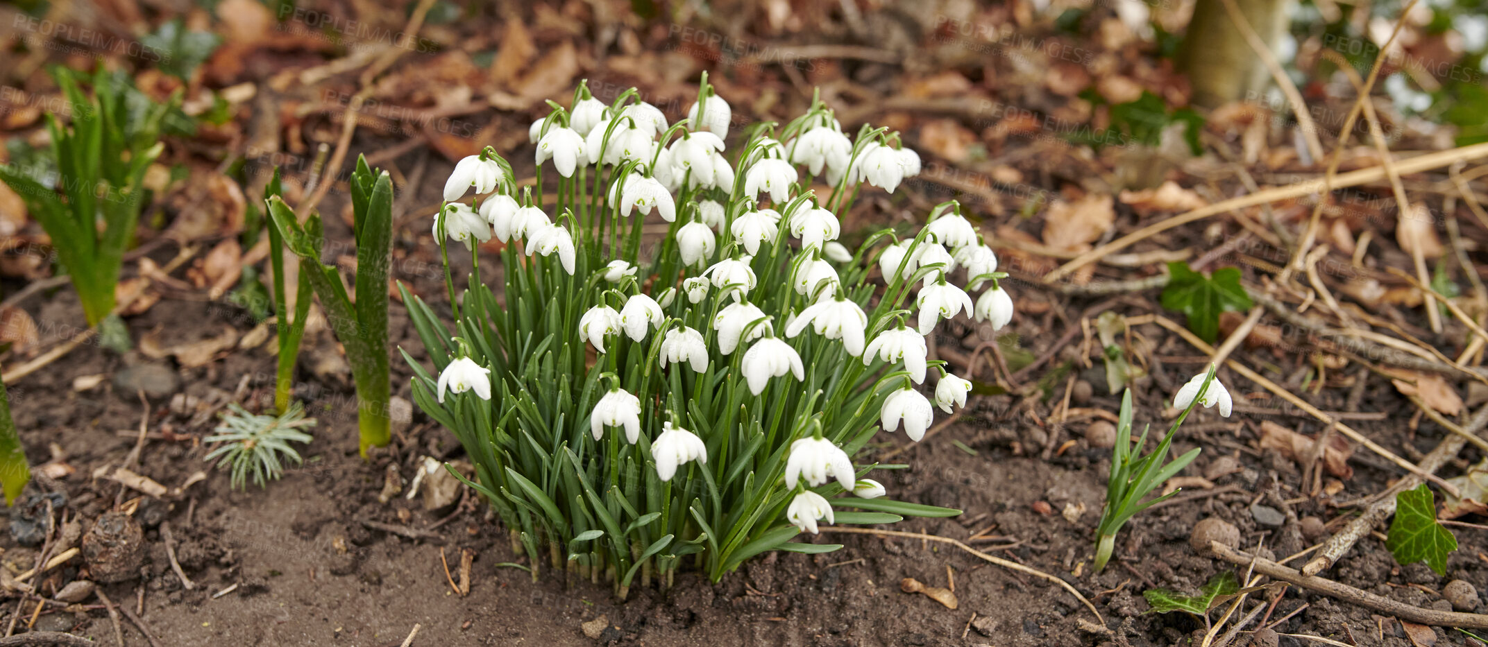 Buy stock photo Common snowdrop - Galanthus nivalis 